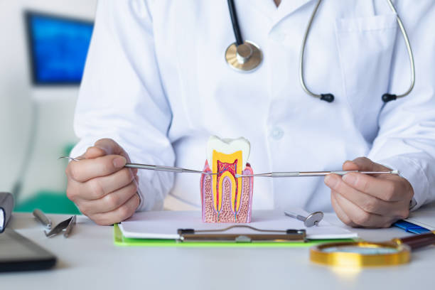 Best Broken or Chipped Tooth Repair in Grove City, FL